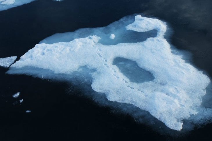 polar bear footprints on iceberg