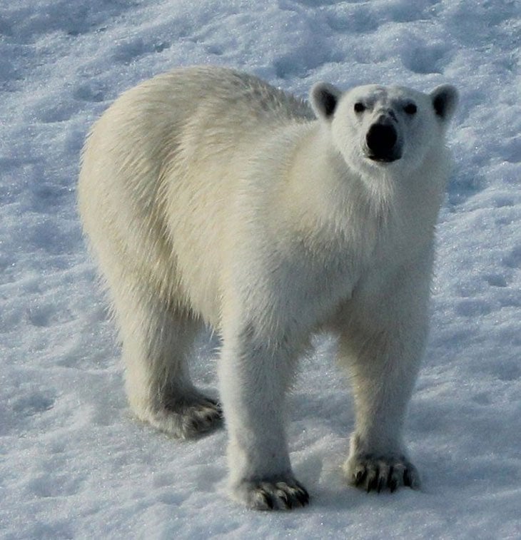 polar bear looking at me