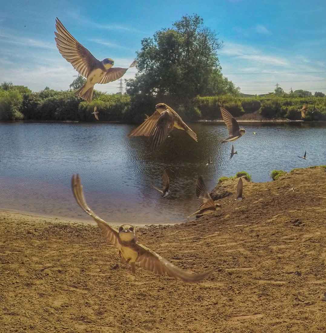 sand martins in flight