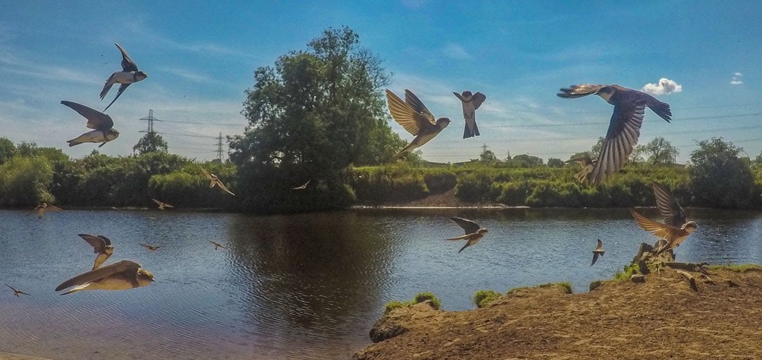 a flock of sand martins flying