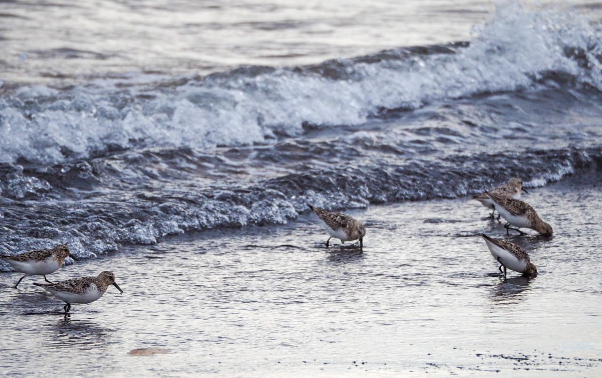 Sanderlings and Dunlins of Crimdon Beach 3