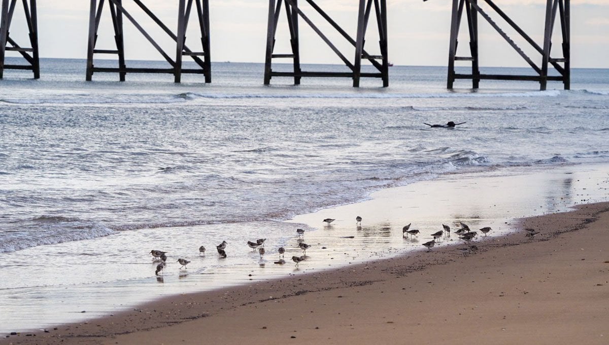 Sanderlings and Dunlins of Crimdon Beach 2