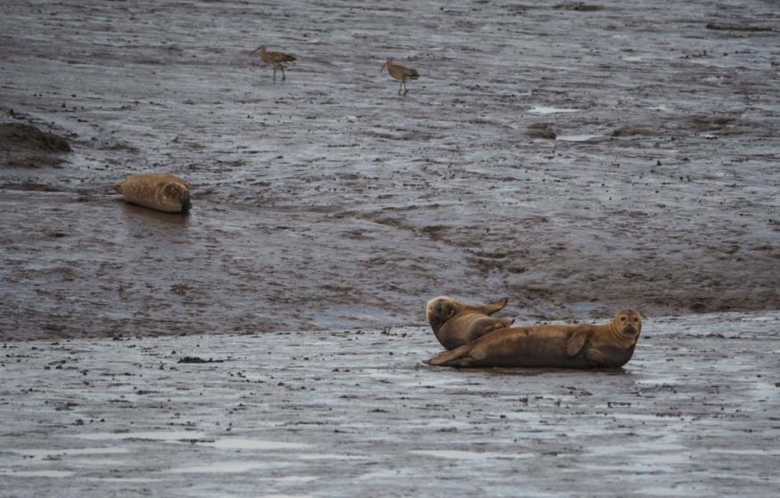 The Seals of Seal Sands, Teesside BaldHiker