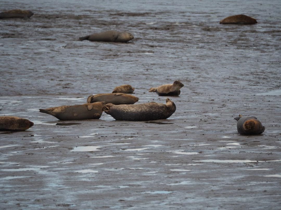 The Seals of Seal Sands, Teesside BaldHiker