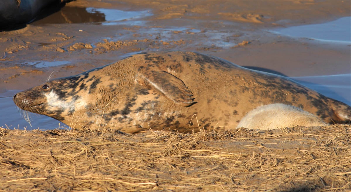 Up Close With Fluffy White Seal Pups – England’s East Coast 3