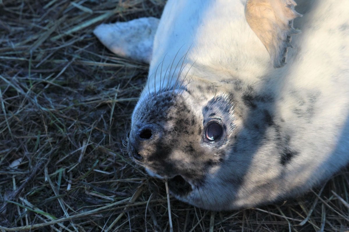 Up Close With Fluffy White Seal Pups – England’s East Coast 4