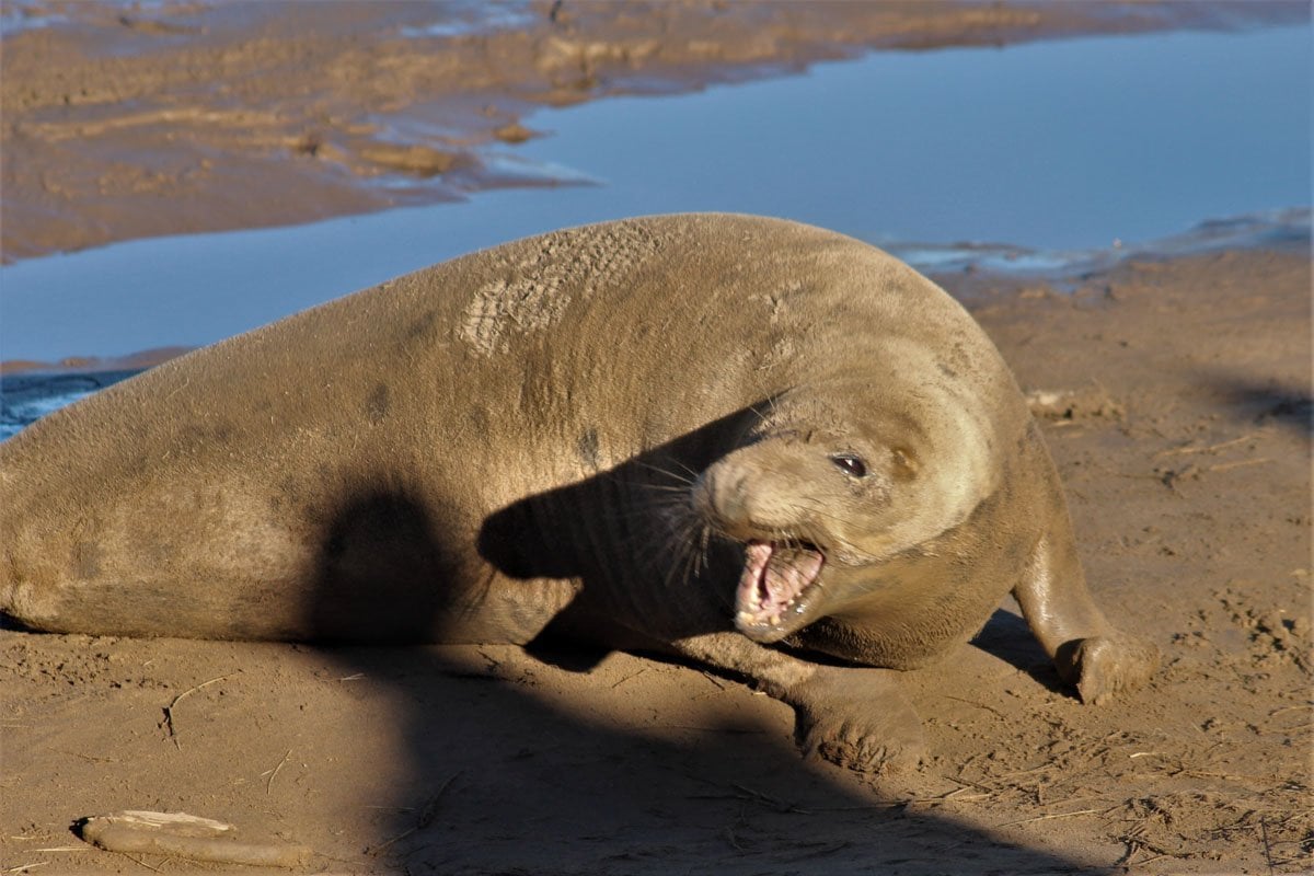 Up Close With Fluffy White Seal Pups – England’s East Coast 5