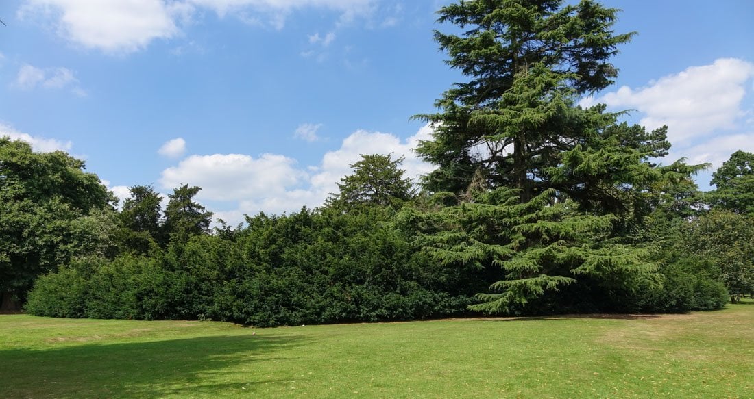 shugborough gardens big yew tree