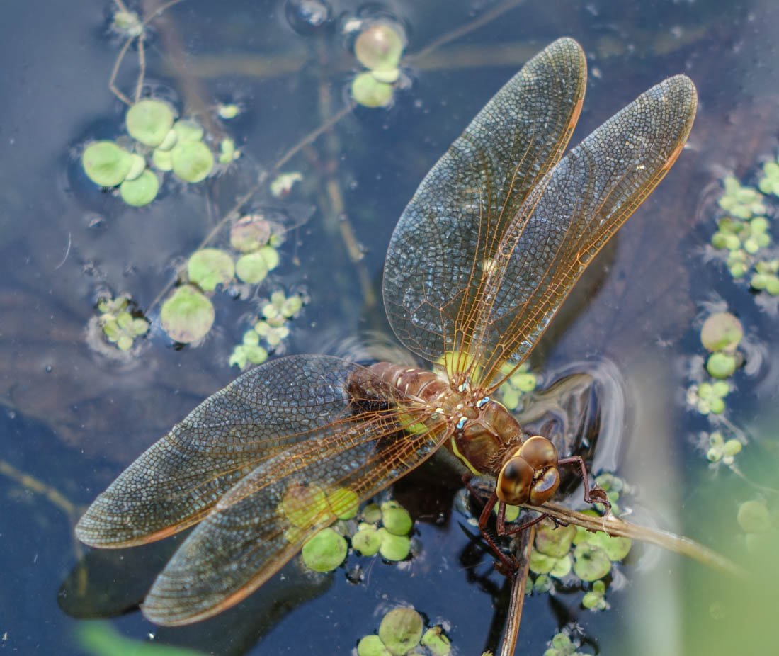 dragonfly on water