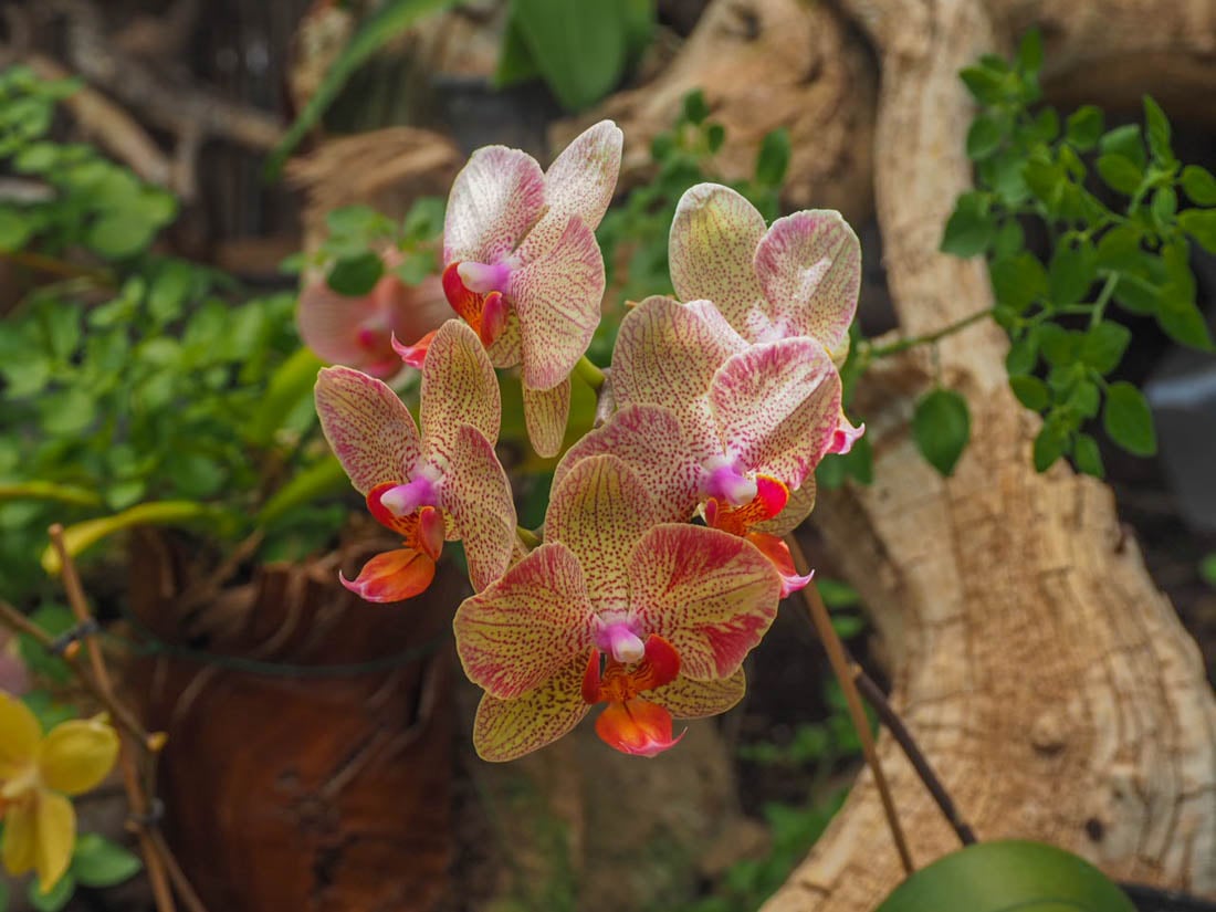 multicoloured orchids