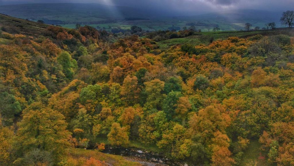 Durham Dales: A Walk Through Slitt Wood 1