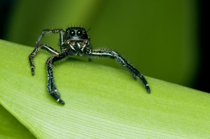 spider jumping spider