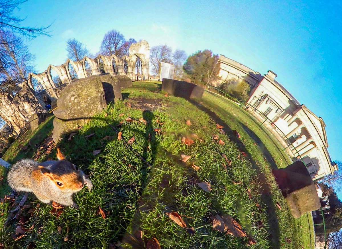 ruins of york museum and a squirrel