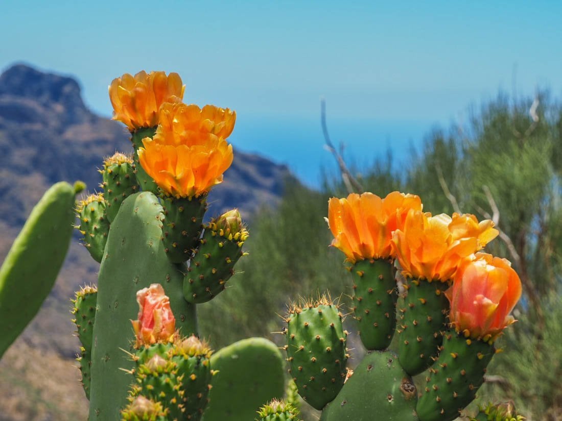 prickly pear cactus