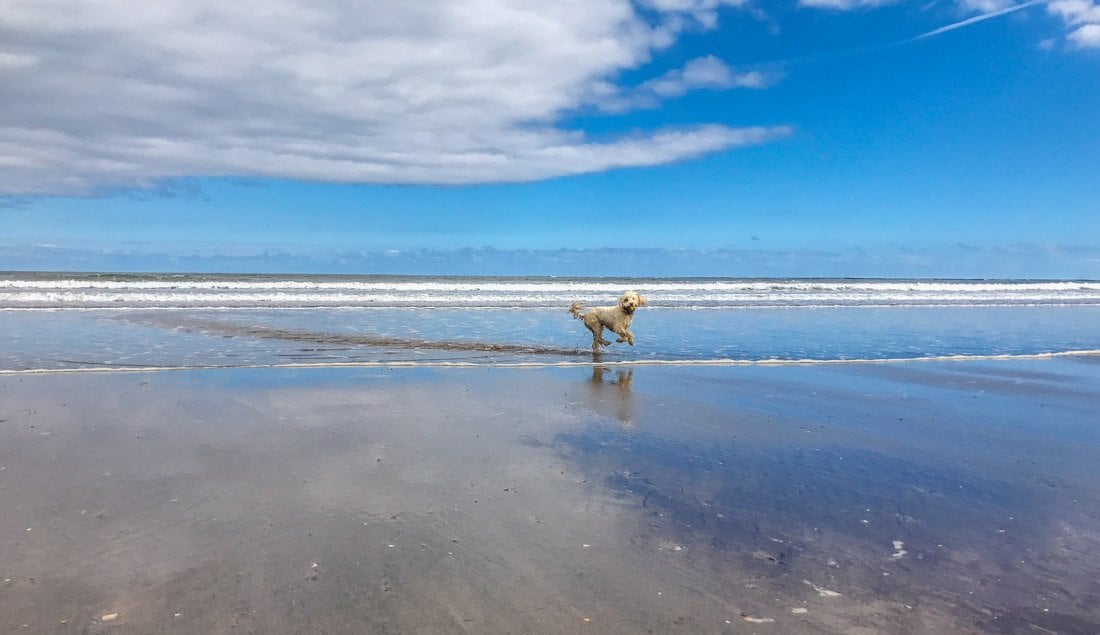 dog at Seaton carew