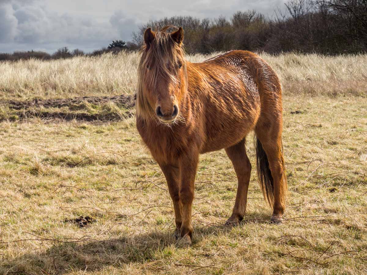 brown horse