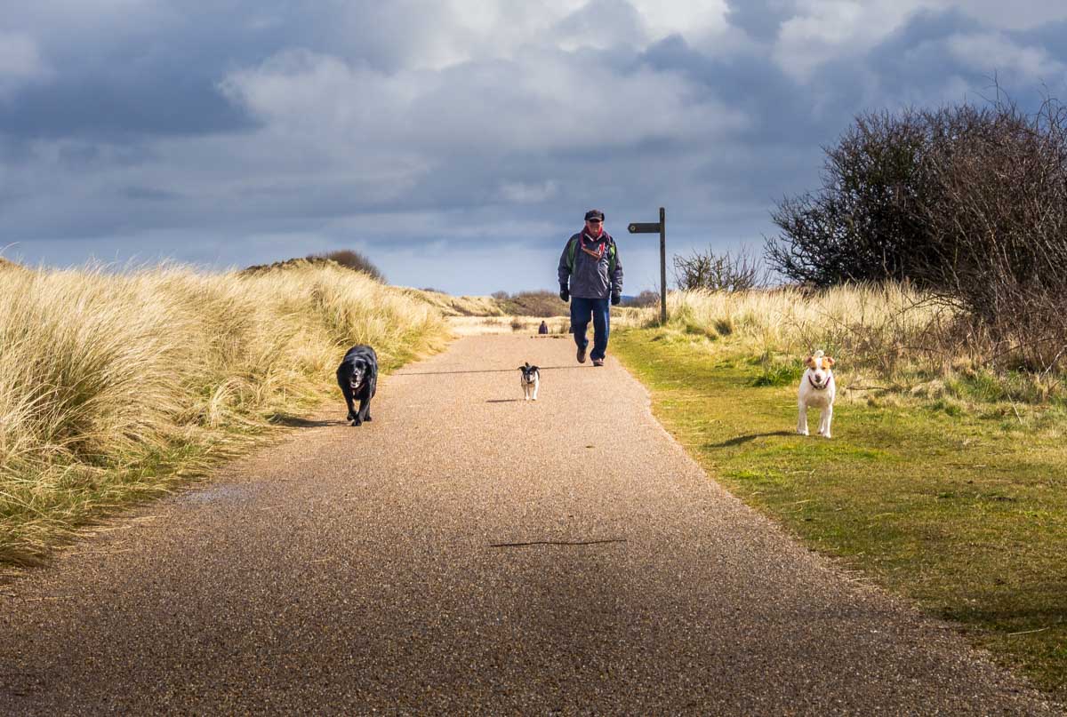 dog walker near talacre beach