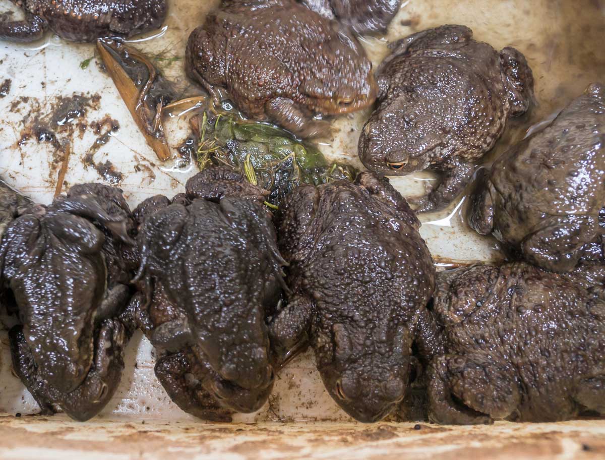 common toads