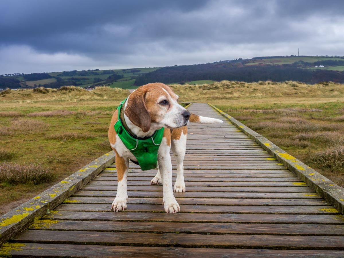 beagle on the footpath