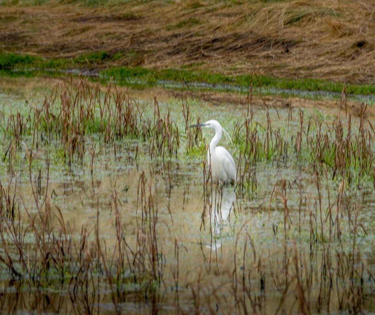 Egret