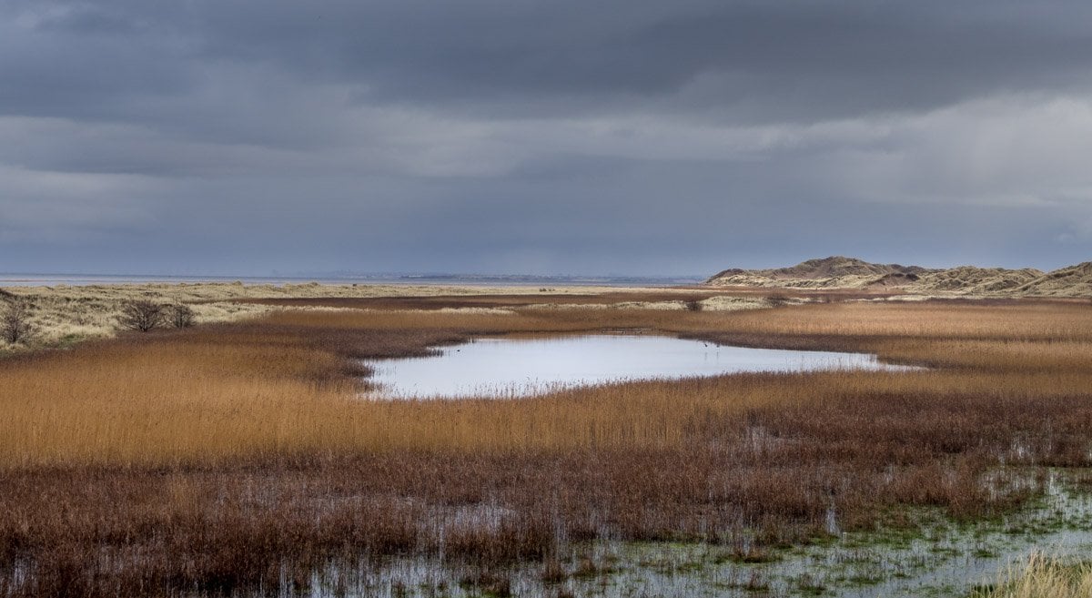 marshy dunes rich in wildlife