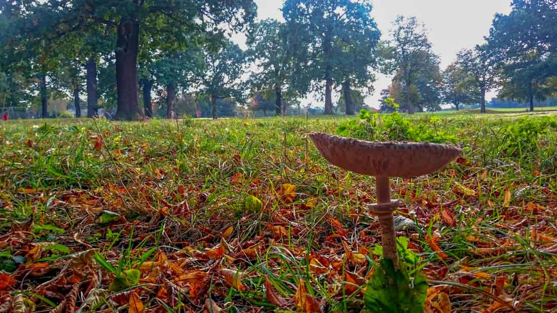 fungus in garden