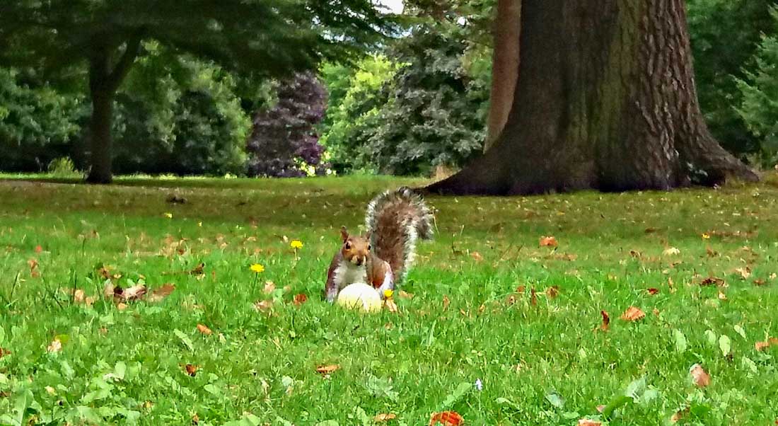 grey squirrel on the grass