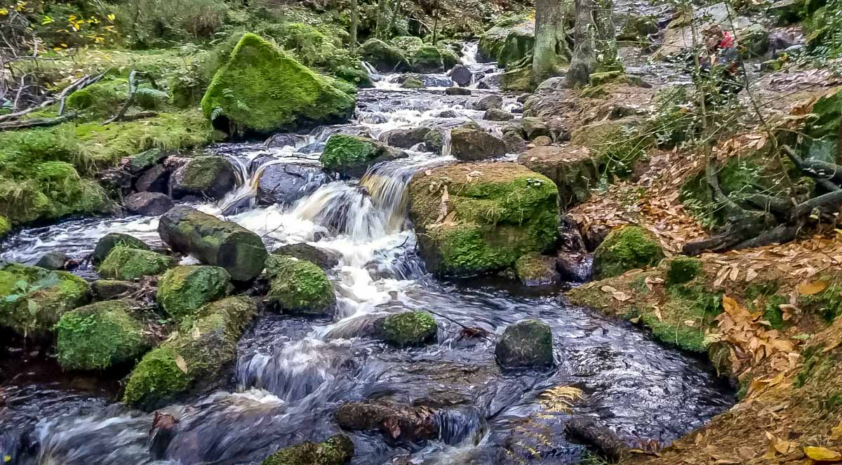 Walks Through Wyming Brook Nature Reserve – Hidden Wilderness 10